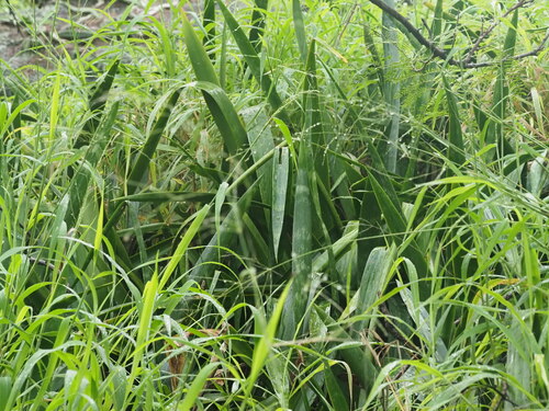 Sansevieria trifasciata 'Futura Robusta'