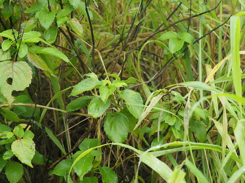 Ocimum gratissimum observed 2023-04-28