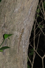 Hemidactylus prashadi