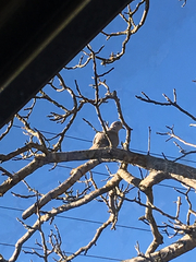 Streptopelia decaocto