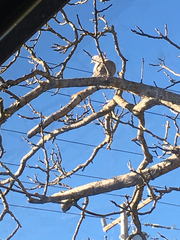 Streptopelia decaocto