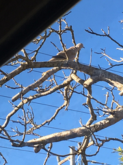 Streptopelia decaocto