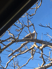 Streptopelia decaocto