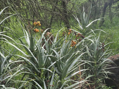 Aloe penduliflora