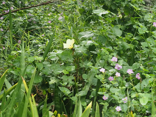 Hibiscus ovalifolius, photograph 5