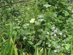 Hibiscus ovalifolius, photograph (c) Kevin Faccenda, some rights reserved (CC BY)