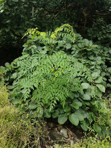 Cabbagetree (Moringa stenopetala)