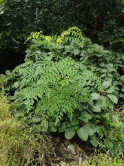 African Moringa (Moringa stenopetala)