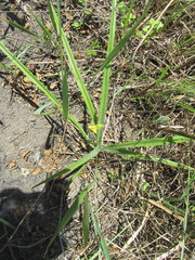 Hypoxis argentea
