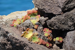 Aeonium glandulosum image