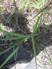 Hypoxis argentea