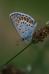 Plebejus argyrognomon