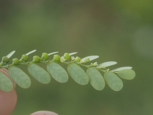 Phyllanthus amarus iNat (3)