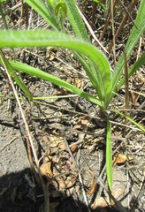 Hypoxis argentea