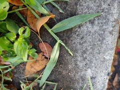 Urochloa distachyos