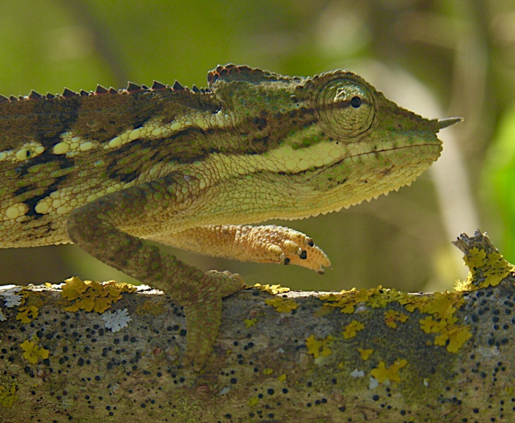 Sudanese Unicorn Chameleon