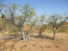 Colophospermum mopane image