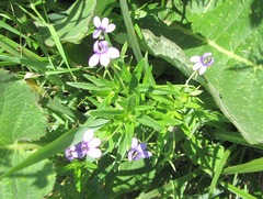 Monopsis stellarioides