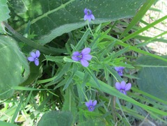 Monopsis stellarioides