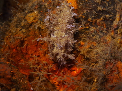 Dendronotus europaeus