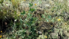 Apodanthera undulata