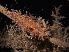 Dendronotus europaeus