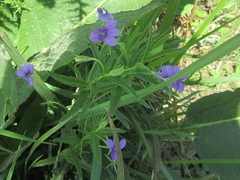 Monopsis stellarioides