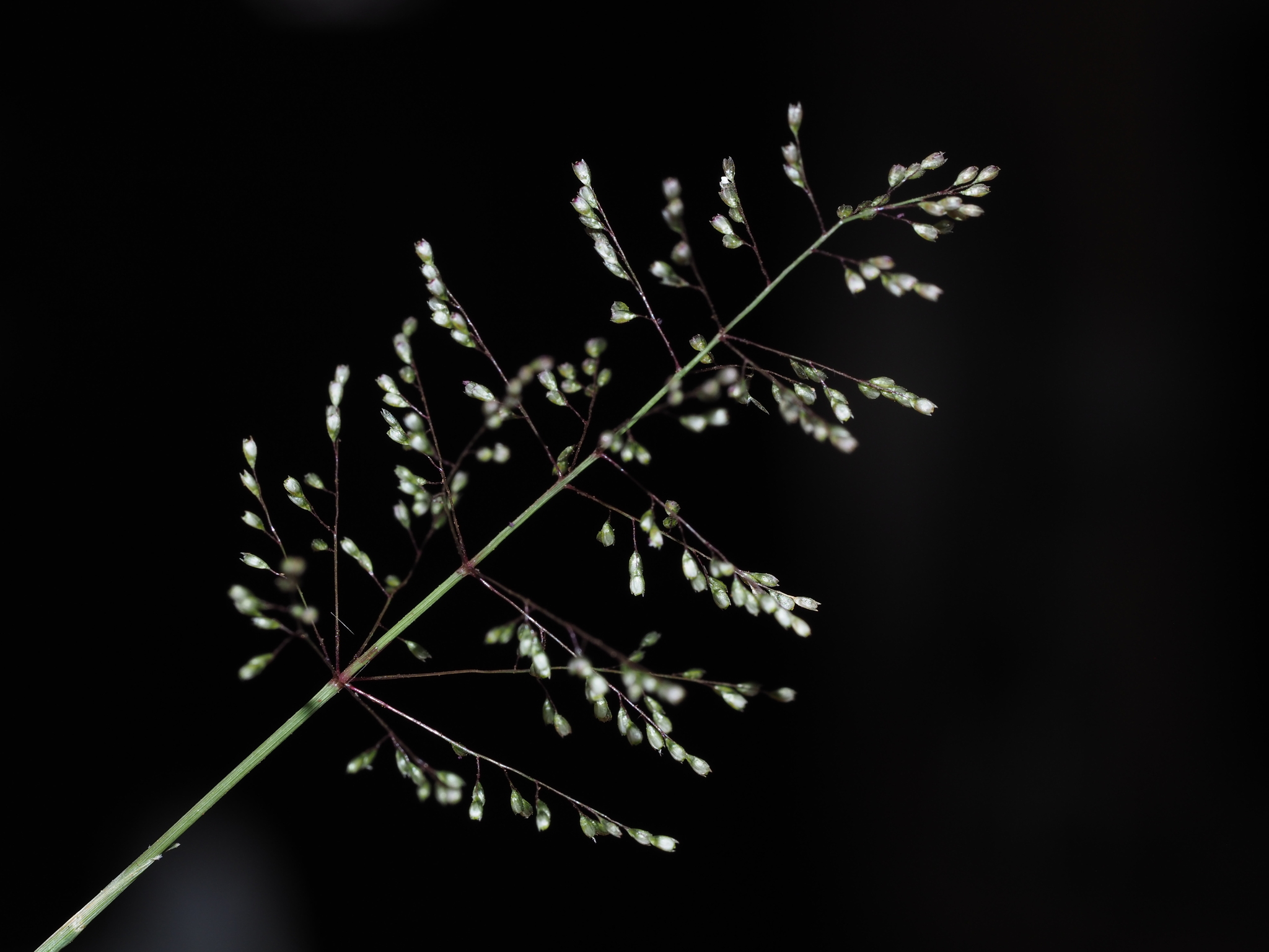 Sporobolus coromandelianus