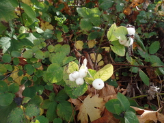 Symphoricarpos albus