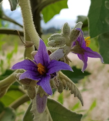 Solanum mitlense