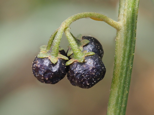 Solanum opacum observed 2023-05-10
