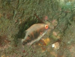 Venus Tuskfish photo 2
