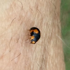 Brachiacantha decora