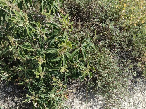 Myoporum stellatum observed 2023-05-10