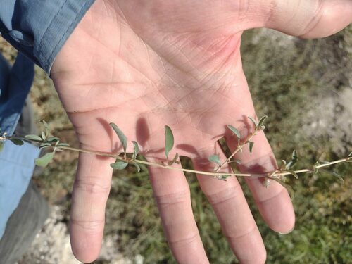 Atriplex semibaccata observed 2023-05-10