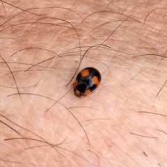 Brachiacantha decora