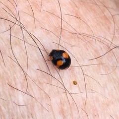 Brachiacantha decora