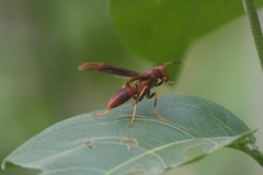 Polistes lanio