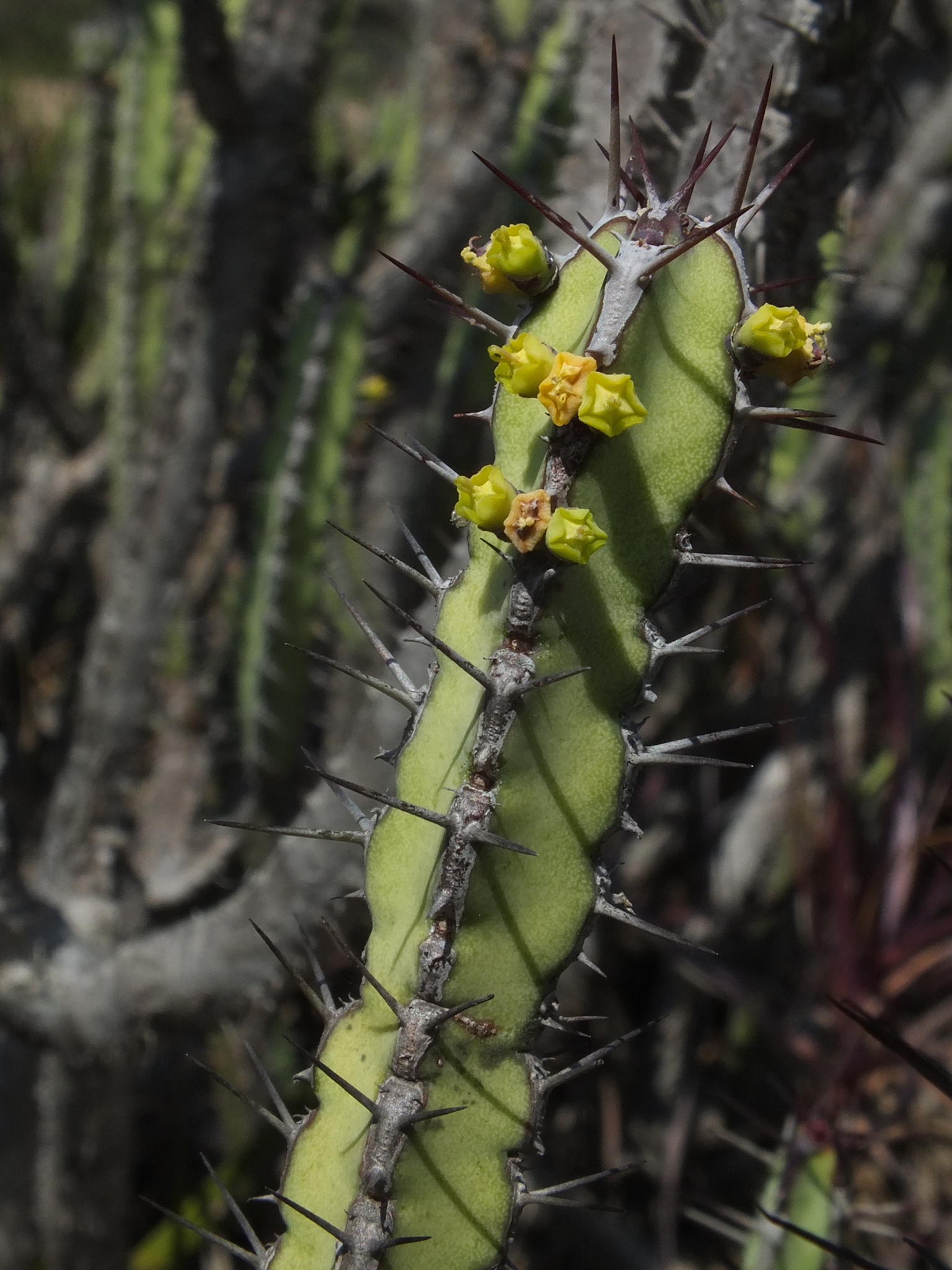 Euphorbia lydenburgensis
