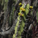 Euphorbia lydenburgensis - Photo (c) Duncan McKenzie, some rights reserved (CC BY-NC), uploaded by Duncan McKenzie