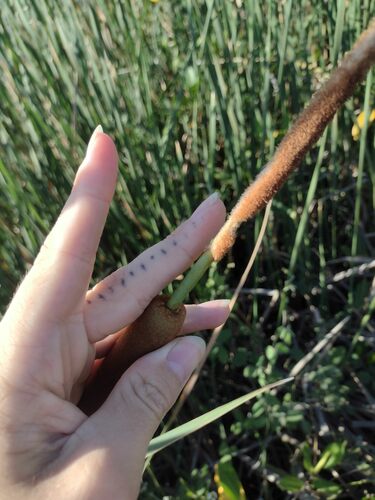 Typha, 2023-05-10