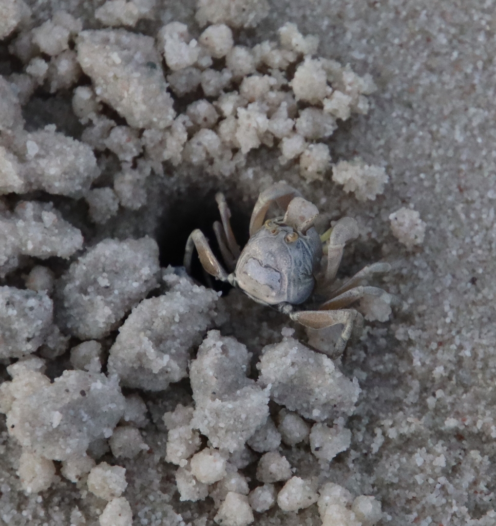 Sand Bubbler Crabs and Allies