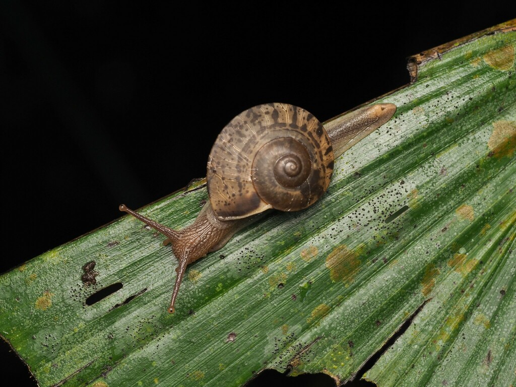 Hemiplecta lahatensis