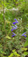 Salvia connivens