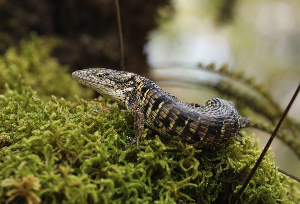 Sierra de Zongolica Arboreal Alligator Lizard