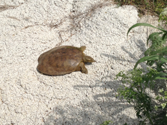 Apalone spinifera spinifera