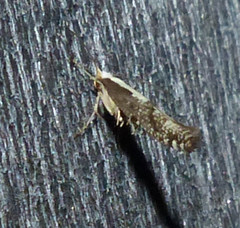 Argyresthia conjugella