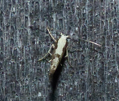 Argyresthia conjugella
