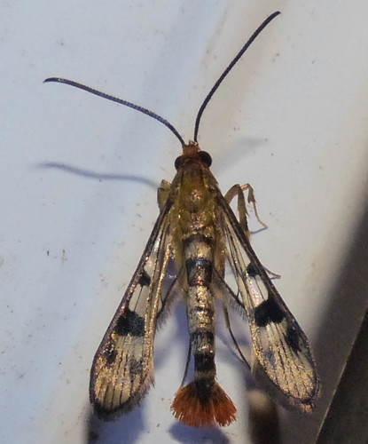 Maple Callus Borer Moth photo 6