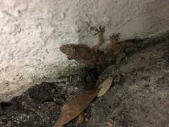 Hemidactylus mabouia